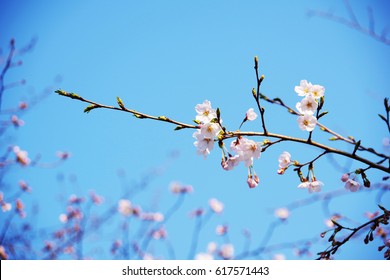 cherry blossom - Shutterstock ID 617571443