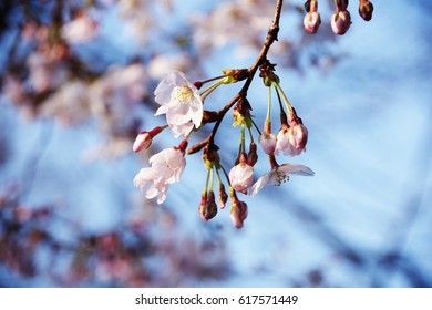 cherry blossom - Shutterstock ID 617571449
