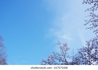 cherry blossom - Shutterstock ID 617571458