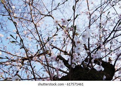 cherry blossom - Shutterstock ID 617571461