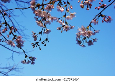 cherry blossom - Shutterstock ID 617571464