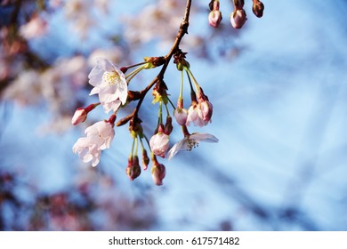 cherry blossom - Shutterstock ID 617571482