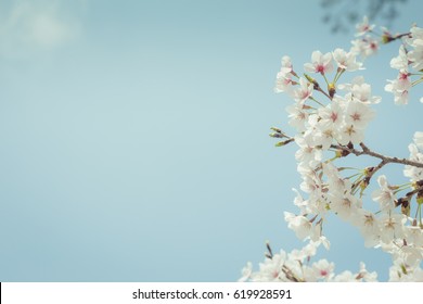 桜 芝生 イラスト 背景 Stock Photos Images Photography Shutterstock