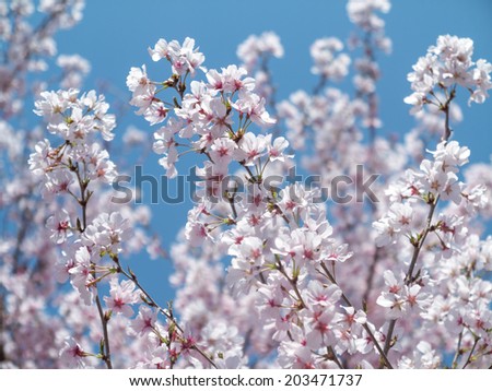 Cherry blossom Stock photo © 