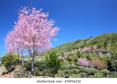 Cherry Blossom In Alishan,Chiayi County,Taiwan.