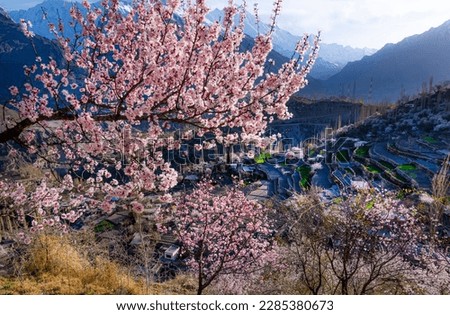 cherry blossom and apricot blossom , landscape of mountains with pinks bloosom trees in spring season 