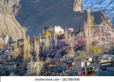 Cherry blossom and apricot blossom , landscape photography of spring season is northern areas of Gilgit Baltistan, pakistan