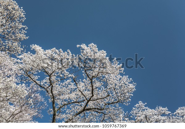 Cherry Blossom Background Theme Stock Image Download Now