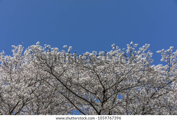 Cherry Blossom Background Theme Stock Photo Edit Now 1059767396