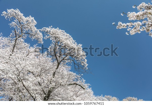 Cherry Blossom Background Theme Stock Photo Edit Now 1059767411