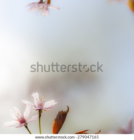 Similar – Blüten des Blauen Mauerpfeffers auf Sardinien