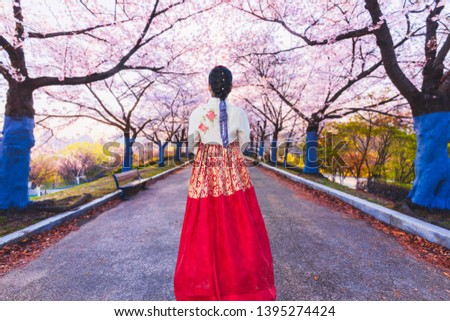Cherry Blossom and Beautiful Young asian woman traveler in Korean national dress or Hanbok traveling at Seoul Olympic park in Seoul,South Korea this image can use for travel,Sakura and Holiday concept