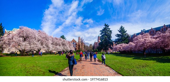 Cherry Blossom In Bloom, University Of Washington Campus,  March ,2016: Seattle, WA, USA