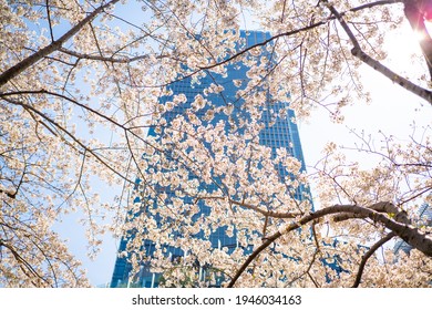 東京ミッドタウン Stock Photos Images Photography Shutterstock