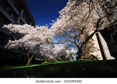 Cherry Blossom Blooming In University Of Canterbury, Christchurch, New Zealand