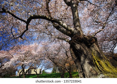 Cherry Blossom Blooming At University Of Canterbury, Christchurch, New Zealand