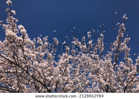 Image, Stock Photo When cherries dance.