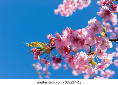 Cherry Blossom in the Blue Sky of Japan