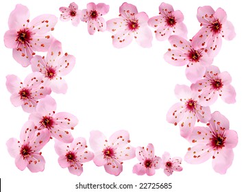 Cherry Blossom Border Stock Photo 22725685 | Shutterstock