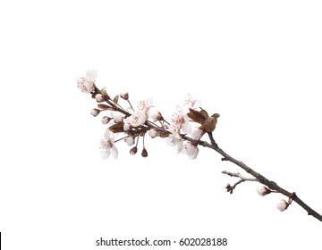 Cherry Blossom Branch, Isolated On White Background