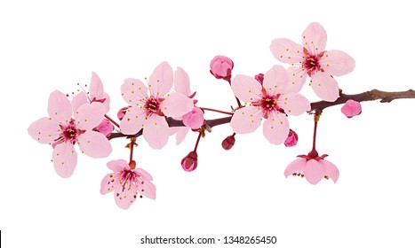 Blossom Images, Stock Photos & Vectors | Shutterstock