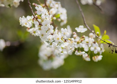 cherry blossom branches - Shutterstock ID 1251499912