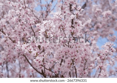 Cherry blossom branches in full bloom against isolated white background. The soft pink petals and delicate branches represent the beauty of spring in Japan. Perfect for use in design.