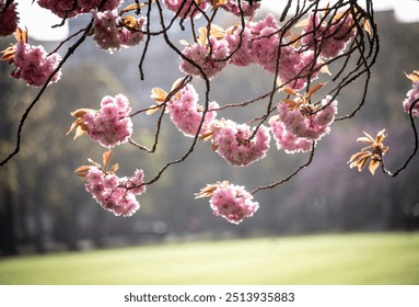 Cherry blossom branches gently hang over a sunlit park, capturing the peaceful essence of spring. Soft pink flowers and vibrant green grass create a serene atmosphere, symbolizing renewal and beauty. - Powered by Shutterstock