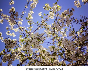 Cherry blossom in bright sunlight, with blue sky background