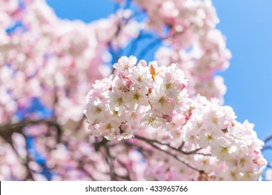 Cherry Blossom At Brooklyn Botanic Garden, New York.