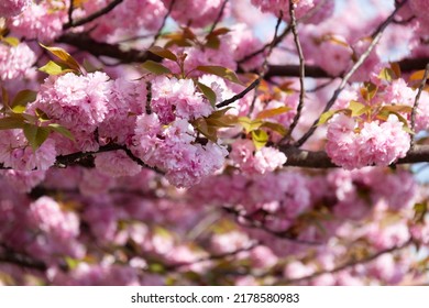 1,313 Buda Flower Images, Stock Photos & Vectors | Shutterstock