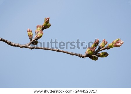 Cherry blossom buds in Japan