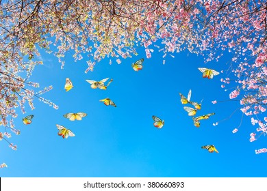 cherry blossom and butterflies under the blue sky