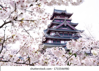 Cherry Blossom With Castle In Kyoto Japan