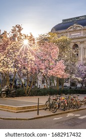 Cherry Blossom, Children Enjoying The Spring In Lyon, France