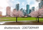 Cherry Blossom in Downtown Vancouver, British Columbia, Canada. Cloudy Rainy Day in the City.