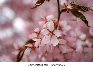 Cherry Blossom During The Annual Hanami Festival.