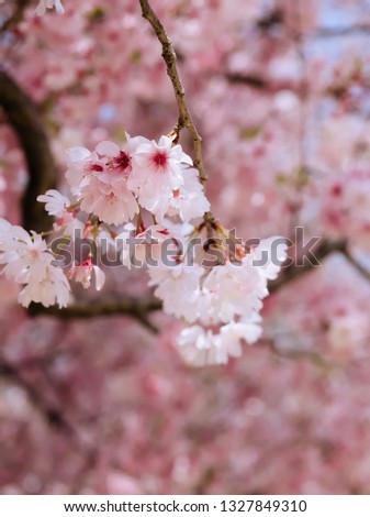 Cherry blossom of Edohigan in full bloom in Japan on one day of spring in 2018. Stock photo © 