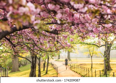  Cherry Blossom Festival. Washington, DC