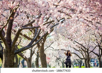Cherry Blossom Festival. Washington, DC
