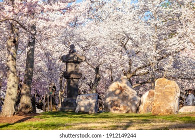 Cherry Blossom Festival, Washington, D.C. In USA