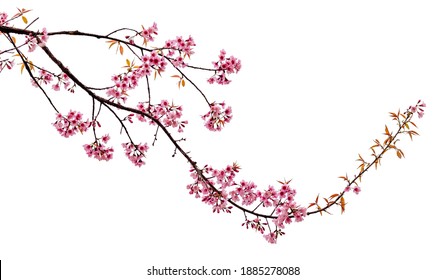 Cherry blossom flower in blooming with branch isolated on white background for spring season