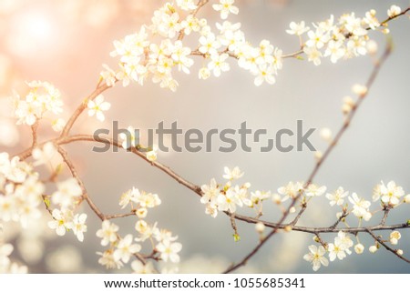 cherry blossom flower detail spring background