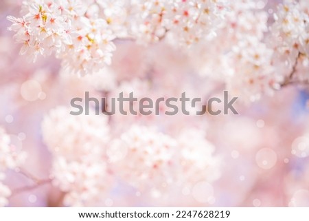 Cherry blossom  flower in spring for background or copy space for text  