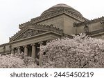 cherry blossom flowers in bloom in front of the brooklyn museum in prospect heights new york city (historic landmark art institution with columns and statues)