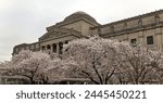 cherry blossom flowers in bloom in front of the brooklyn museum in prospect heights new york city (historic landmark art institution with columns and statues)