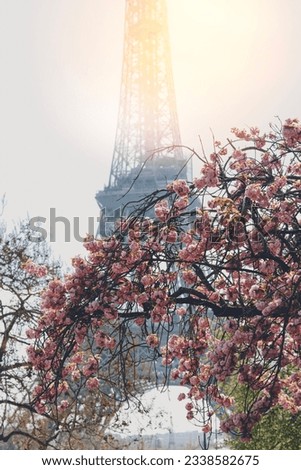 Cherry blossom flowers in full bloom with Eiffel tower in the background. Early spring in Paris, FranceA, very beautiful place under the cloudy sky with mild sunshine