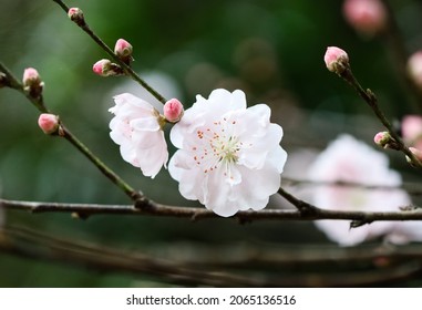 Cherry Blossom Flowers In South East Queensland