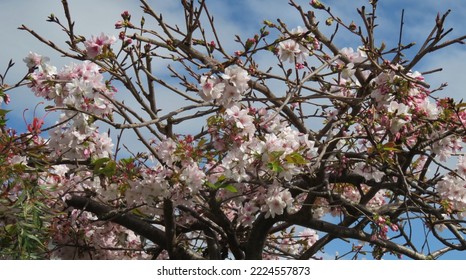 Cherry blossom flowers in spring against a blue sky - Shutterstock ID 2224557873