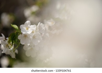 Photos Images Et Photographies De Stock De Branche De Fleur